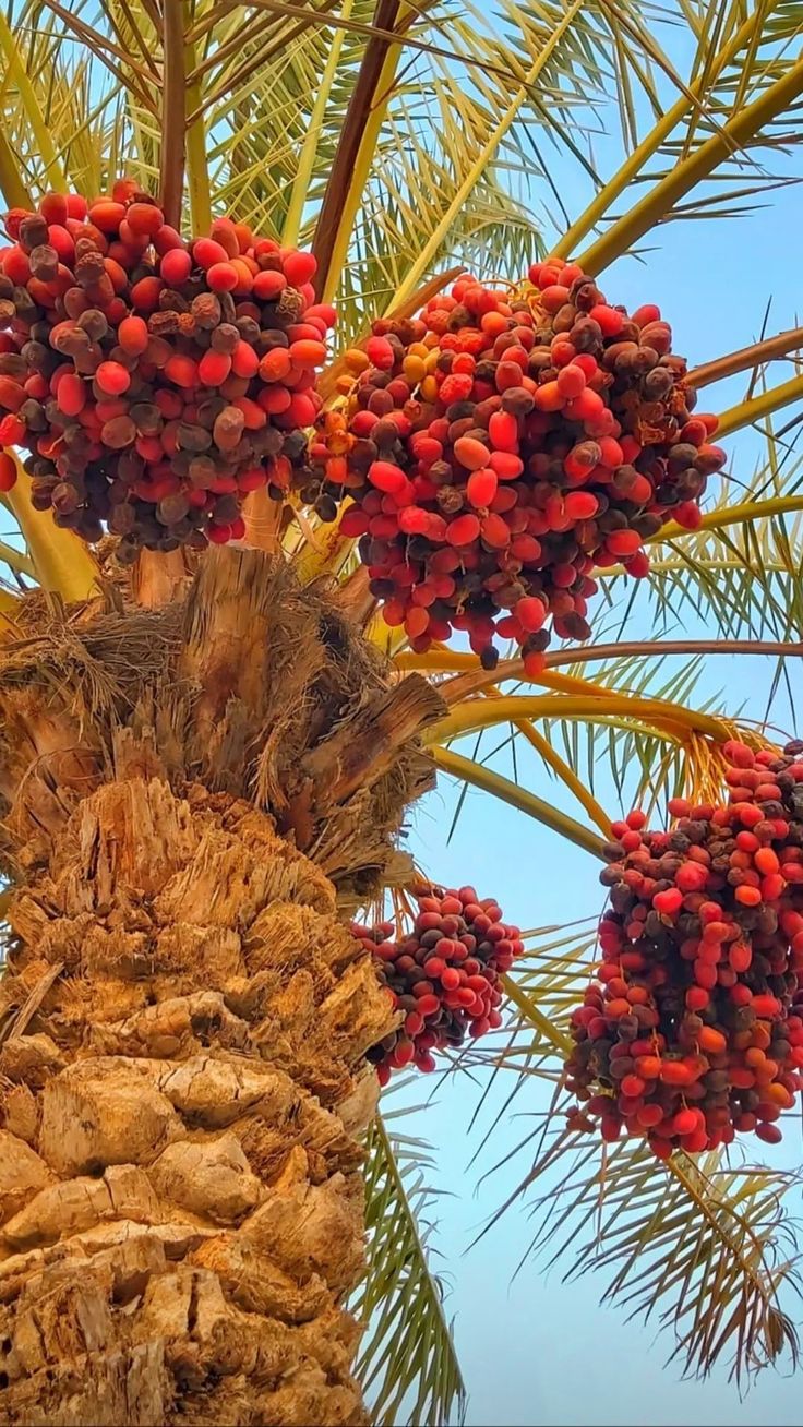 a palm tree filled with lots of ripe fruit