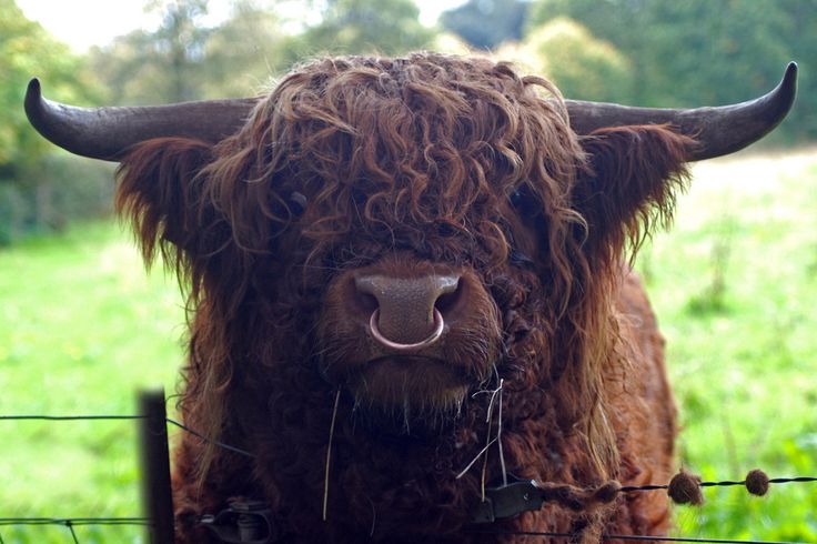 a large brown cow standing next to a barbed wire fence