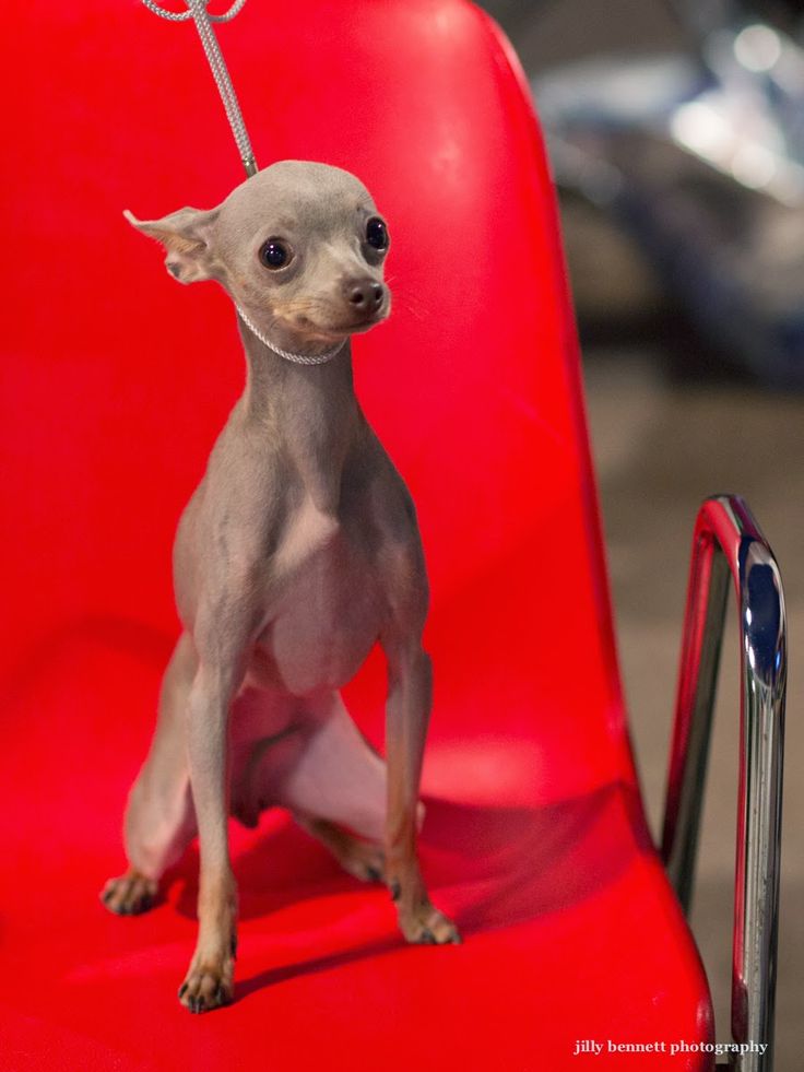 a small gray dog sitting on top of a red chair next to a metal pole