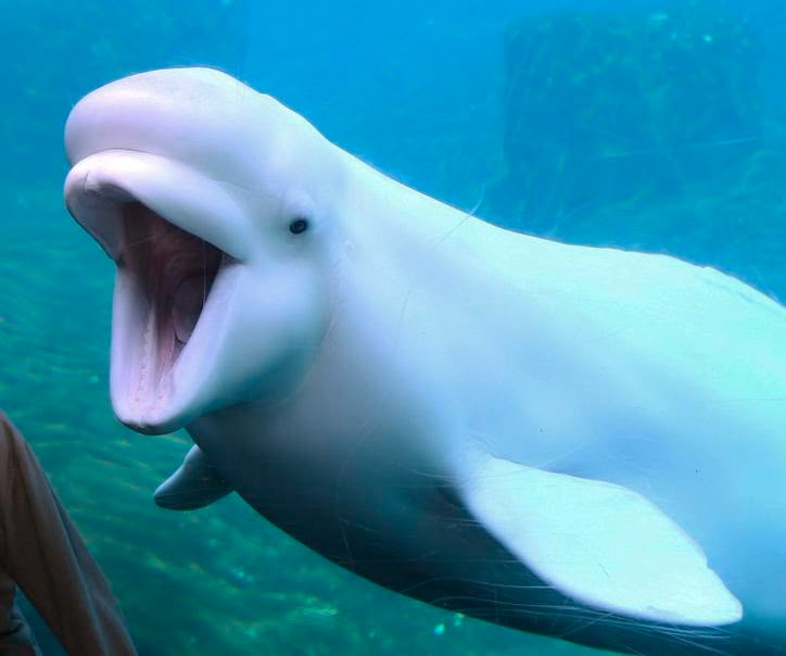 a large white animal with its mouth open in an aquarium enclosure at the zoo or sea life park