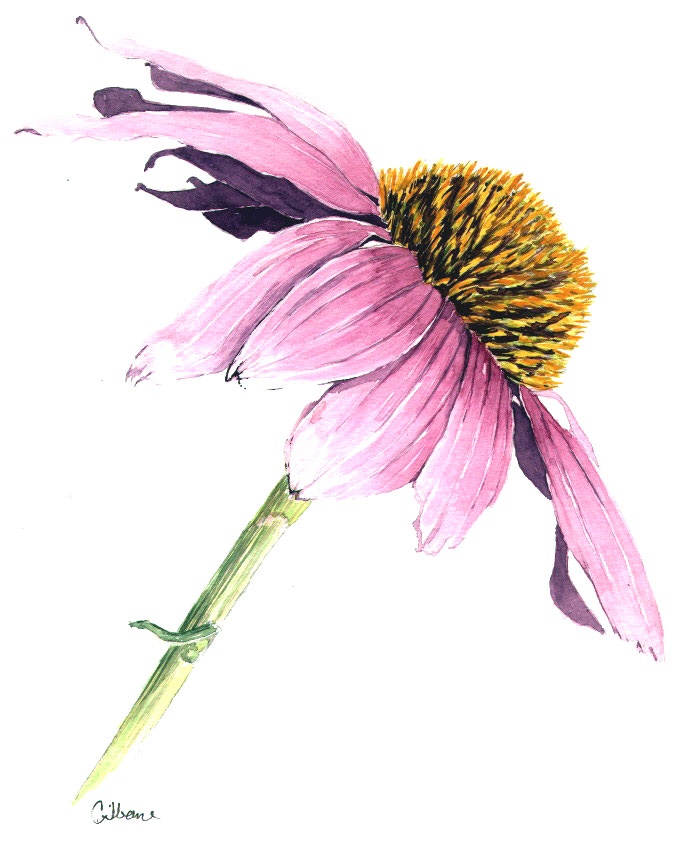 a watercolor drawing of a pink flower with yellow center and purple petals, on a white background