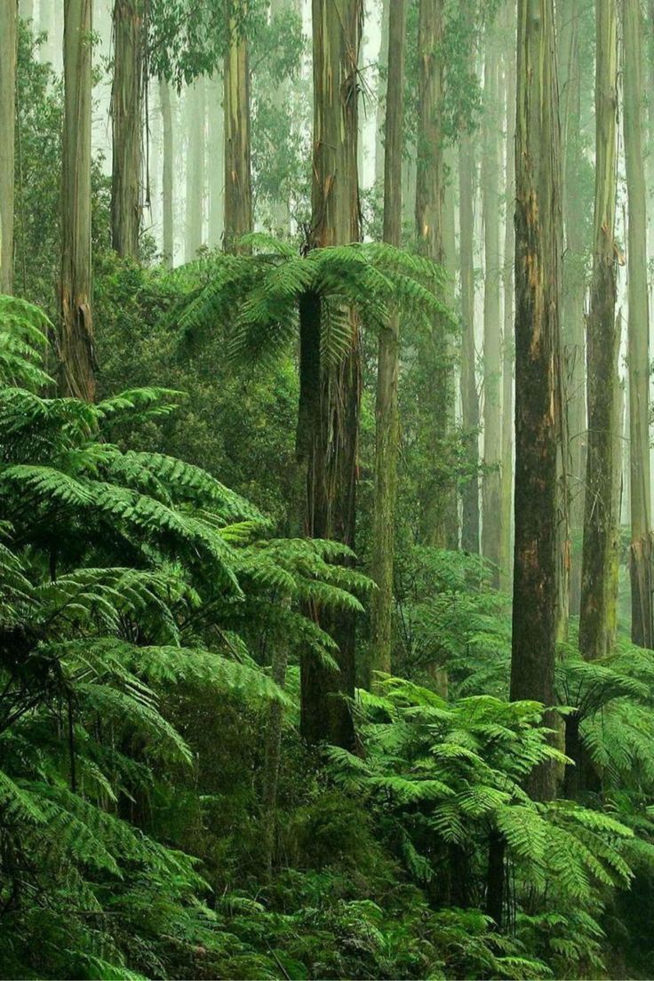 a lush green forest filled with lots of trees and tall ferns covered in raindrops