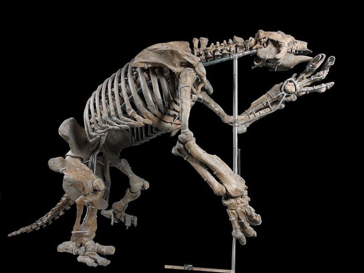 an animal skeleton is standing on its hind legs