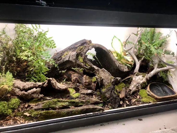 an aquarium filled with plants and rocks