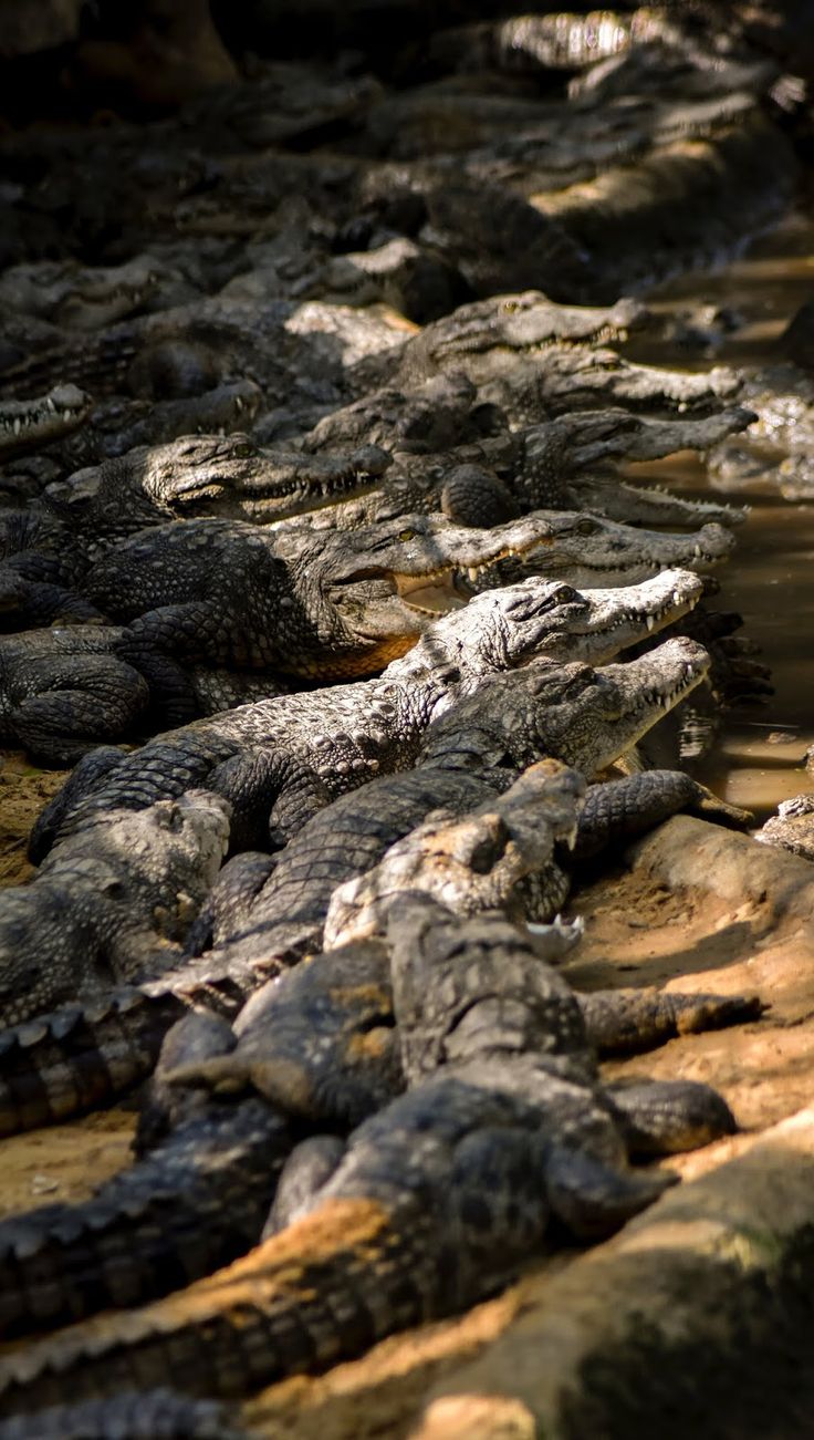 several alligators are lined up on the ground