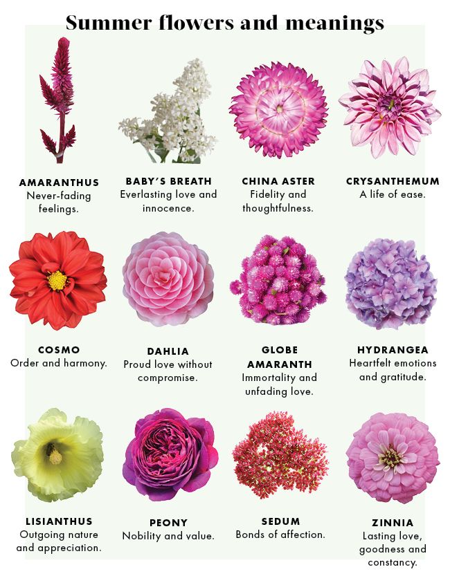 different types of flowers and meaningss for each flower species in the world, with their names