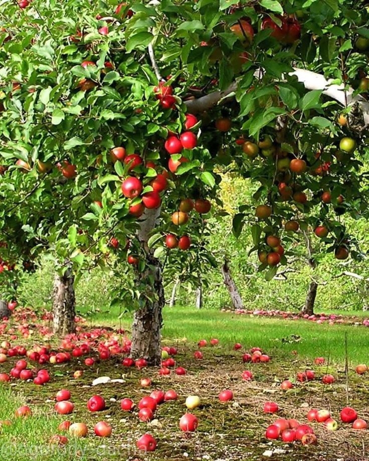 an apple tree filled with lots of red apples on top of green grass and dirt