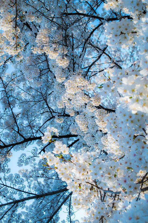 white flowers are blooming on the branches of trees with blue sky in the background