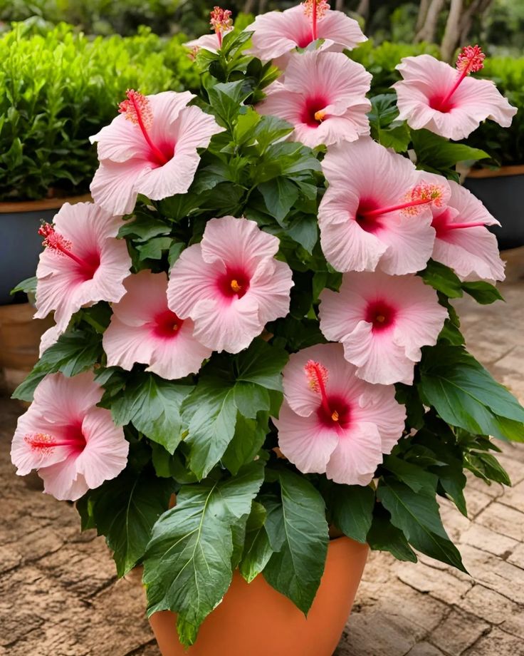 a potted plant with pink flowers and green leaves sitting on a brick patio area