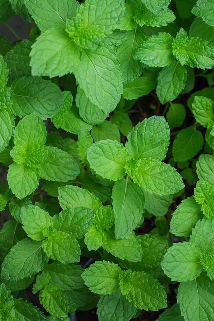 some green leaves that are growing in the ground