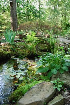 a stream running through a lush green forest filled with lots of rocks and plants on top of it