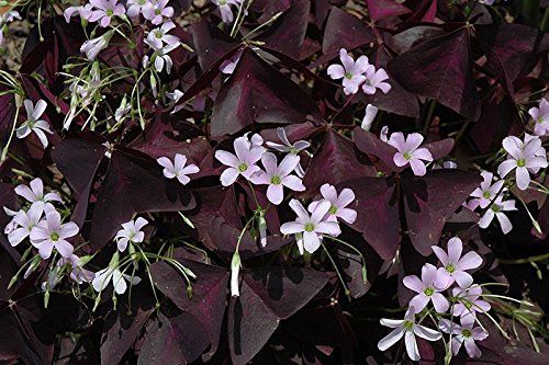 purple and white flowers are blooming in the garden