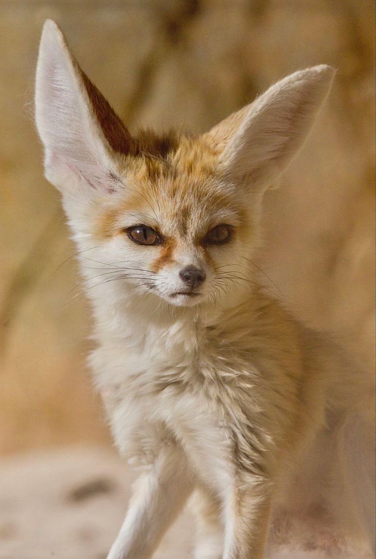 an adorable little fox standing on top of a dirt field next to a rock wall