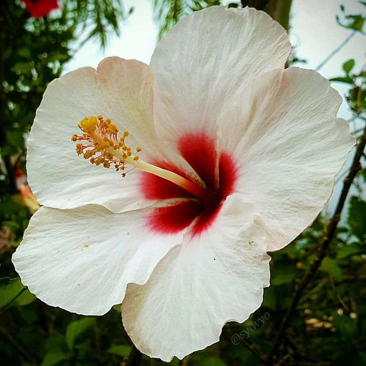 a large white flower with red stamen on it's center surrounded by greenery