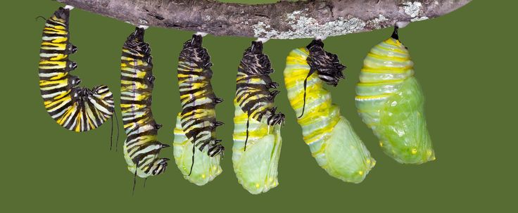 a group of caterpillars hanging from a tree branch with green and yellow stripes