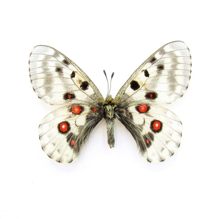 a white butterfly with red and black spots on it's wings, against a white background