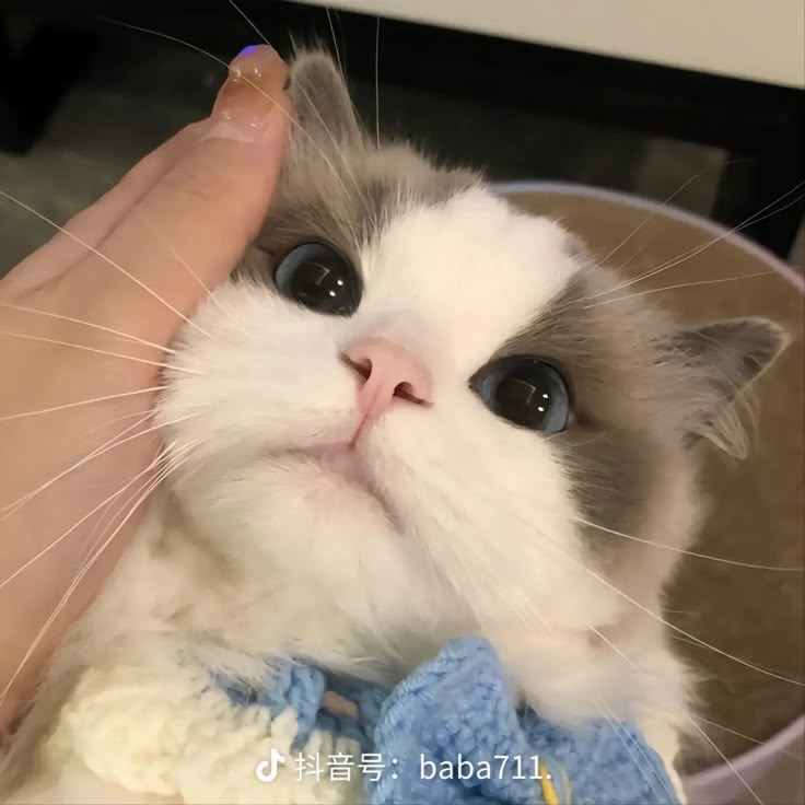 a close up of a person petting a cat