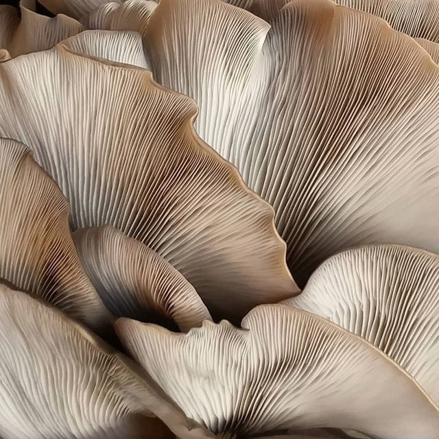 close up view of the underside of a mushroom