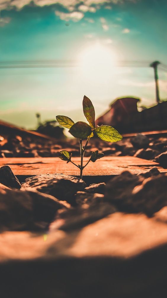 a small plant sprouts from the ground in front of a bright blue sky