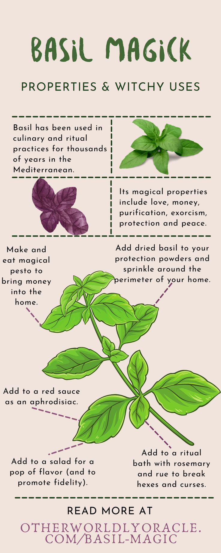 an info sheet describing the benefits of basil magic