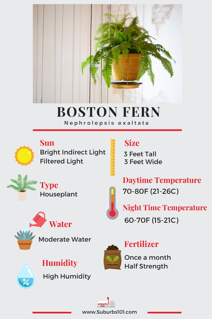 the boston fern info sheet is shown