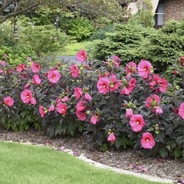 pink flowers are blooming in the garden