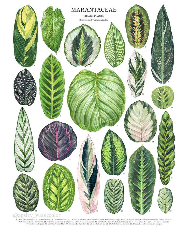 an illustration of many different types of leaves on a white background with the words marantaacae written below it