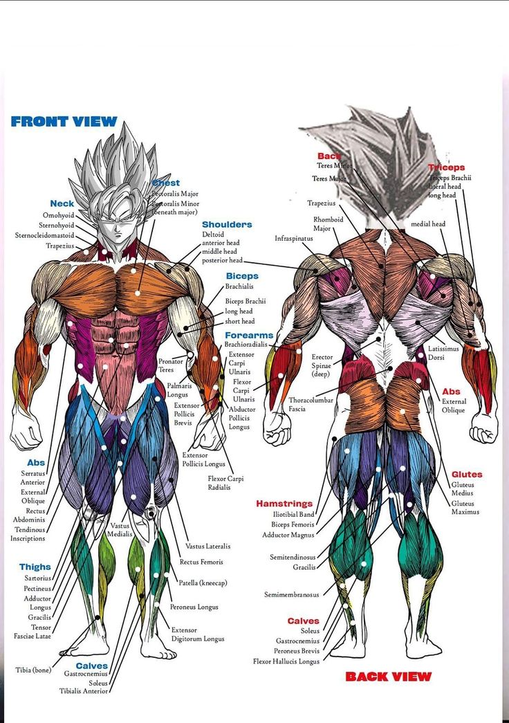 an image of the muscles and their functions in a bodybuilding exercise plan for men