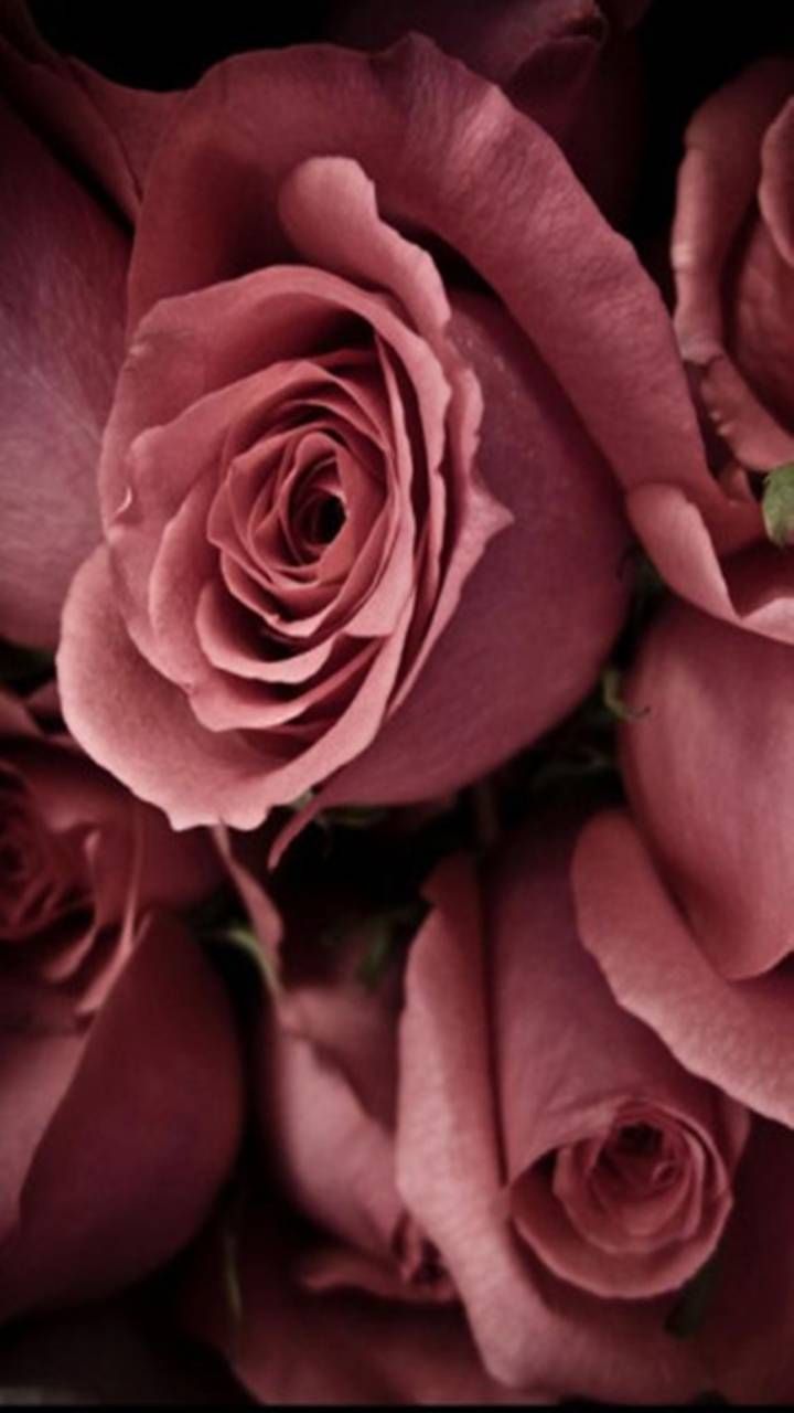 a close up view of some pink roses