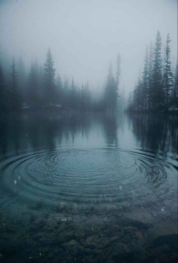 a body of water surrounded by trees in the middle of foggy day with ripples