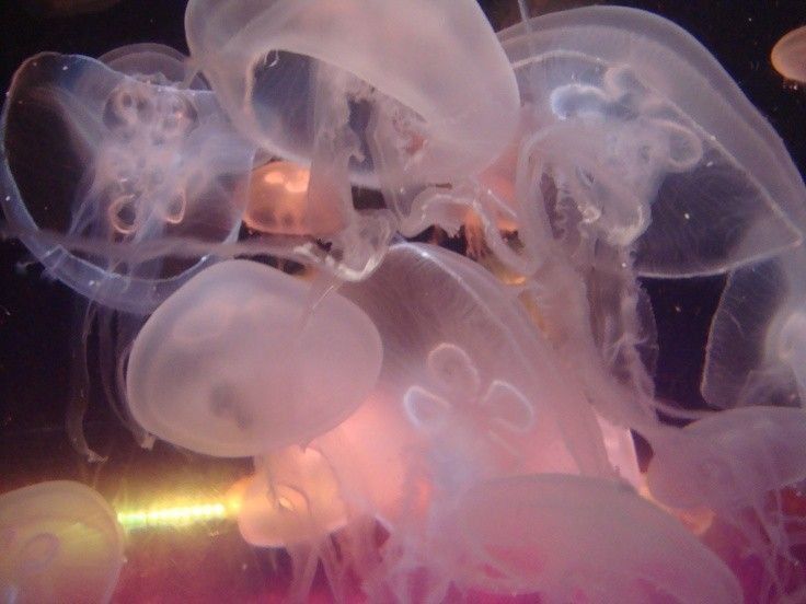 the jellyfish are all different colors and sizes