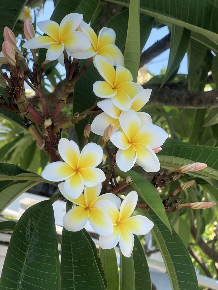 some yellow and white flowers on a tree