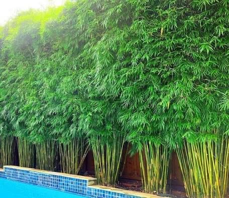 a pool surrounded by tall bamboo trees next to a blue tiled swimming pool in front of a wooden fence