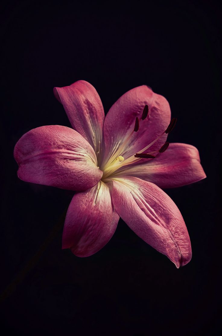 a pink flower is shown against a black background, with the petals still blooming