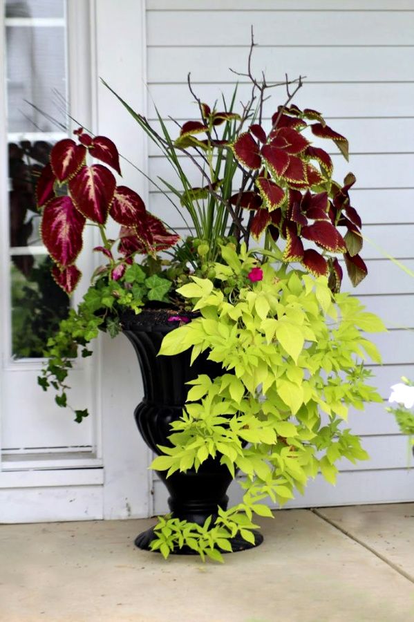 a black vase filled with lots of green and red plants next to a white door