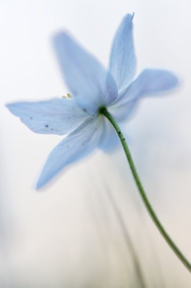 a single blue flower is shown in the foreground