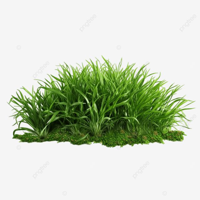 bunch of nature green grass bunch of nature green grass nature green grass green grass png Green Grass Png, Grass Photoshop, Grass Png, Winter Overlays, Drukarka 3d, Nature Green, Transparent Image, Matte Painting, Professional Design