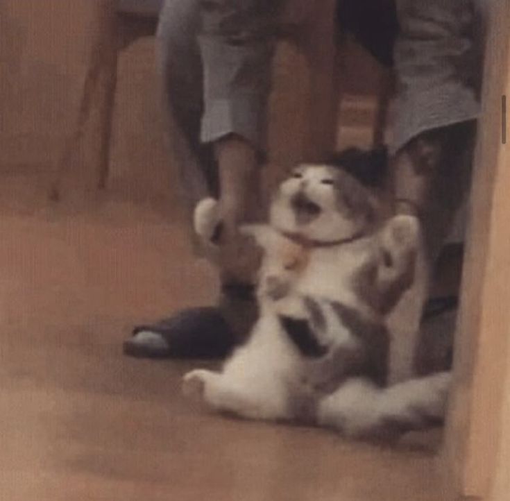 a cat that is playing with someone's feet on the floor in front of him