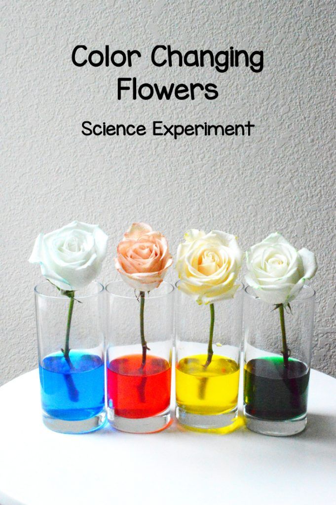 four vases filled with different colored flowers on top of a white table and the words color changing flowers science experiment