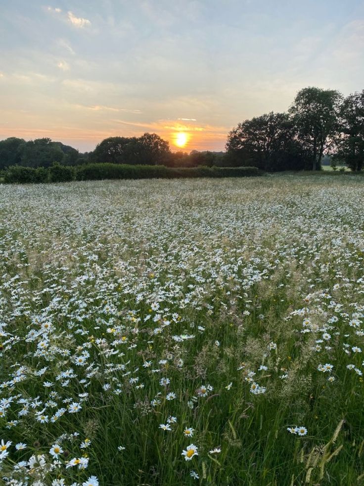 the sun is setting over a field full of daisies