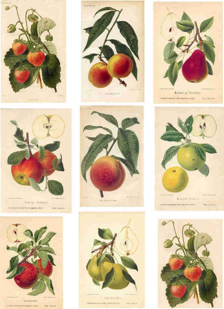 nine different types of fruit are shown on this page in an antique book, including peaches and apples