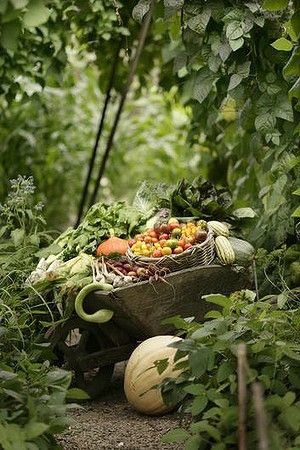 a wheelbarrow filled with lots of vegetables sitting in the middle of a forest