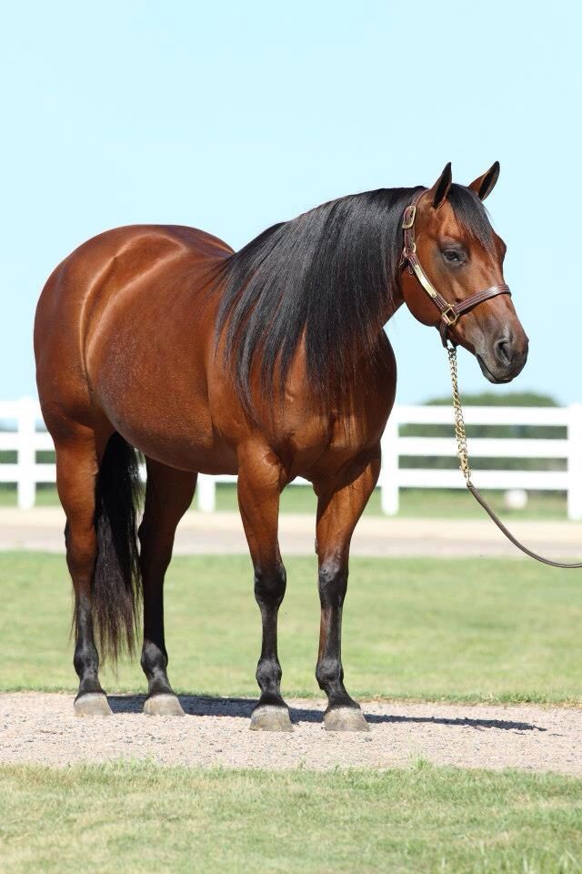 a brown horse standing on top of a lush green field