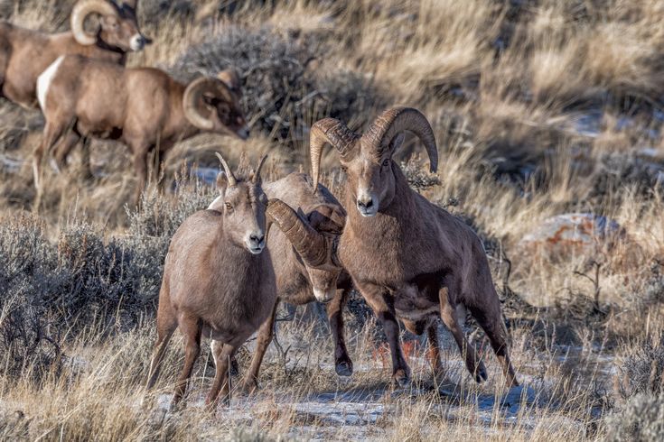 three rams are running through the brush together