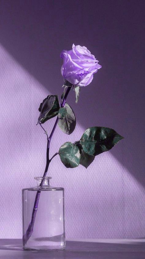 a single purple rose in a clear glass vase on a white table with the shadow of a wall behind it