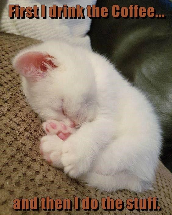 a white kitten sleeping on top of a couch next to a black leather chair with the words boa note written above it