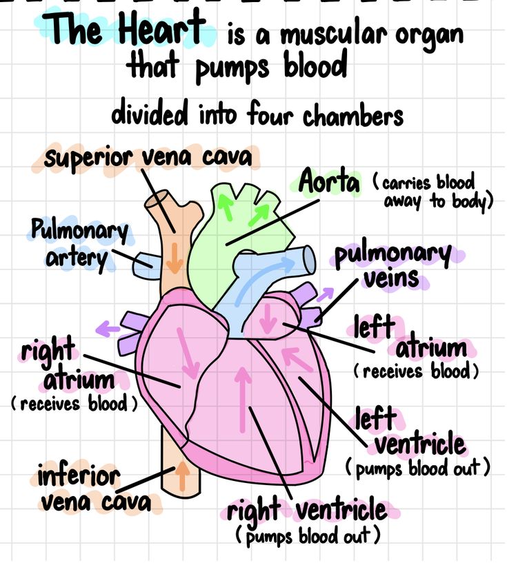 the heart is a muscular organ that pumps blood