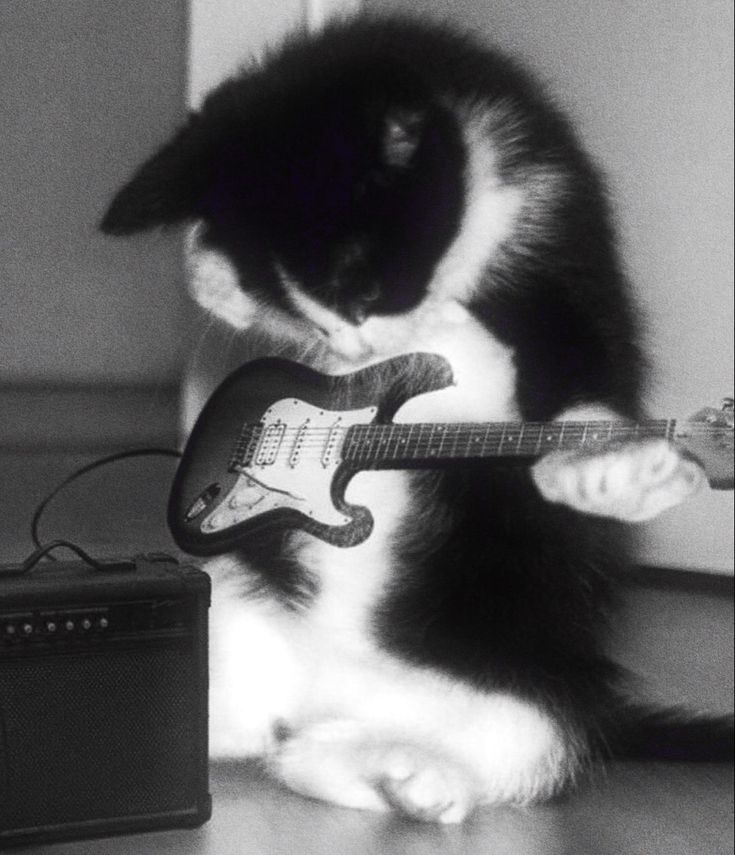 a black and white cat playing with an electric guitar