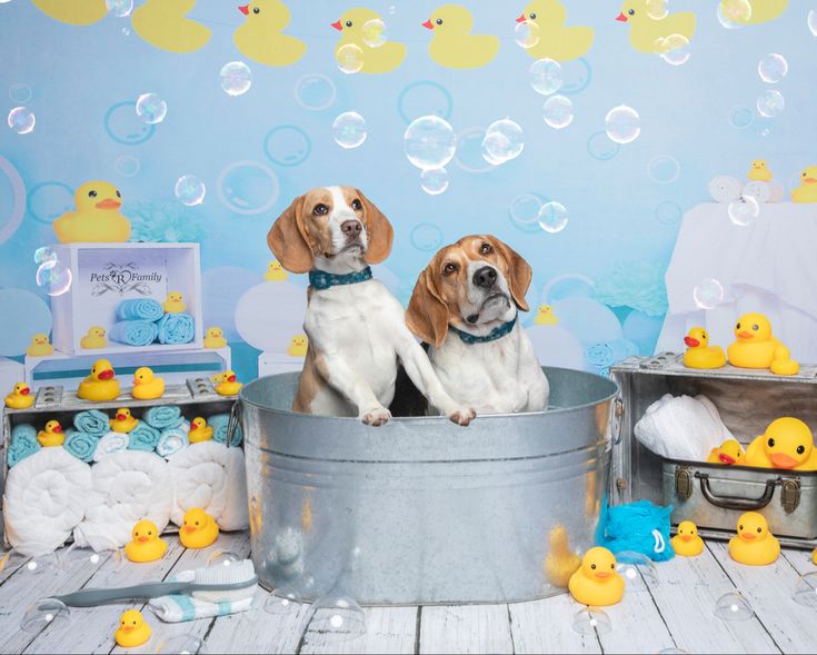 two dogs are sitting in a tub with soap bubbles and rubber ducky toys behind them