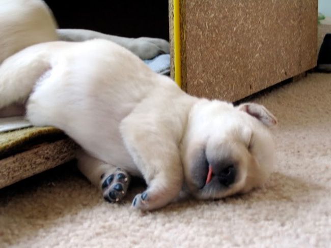 a small white dog laying on the floor next to a door and scratching it's head